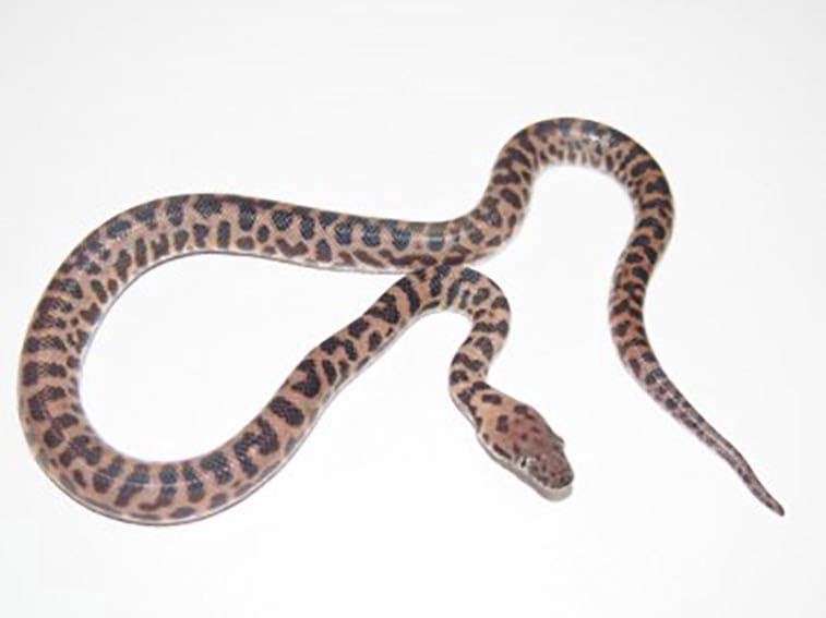 The Spotted Python, Children’s Python and other small Australian Pythons
