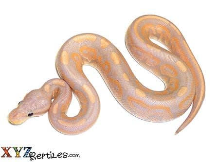 Baby Cinnamon Banana Ball Python