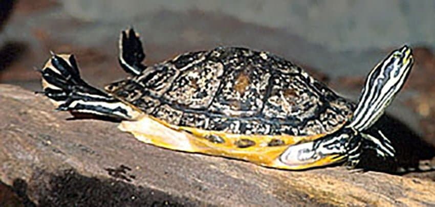 Reptile heating that has worked for me in the past