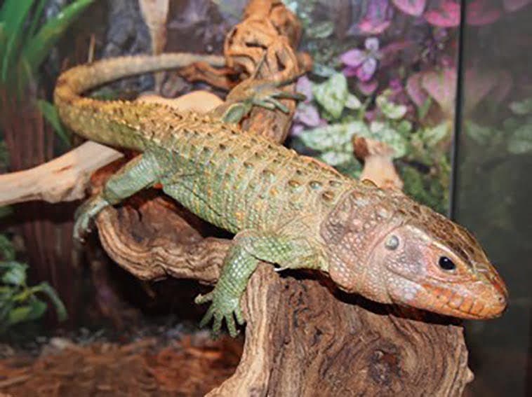 The Caiman Lizard: Your Very Own Faux Crocodile