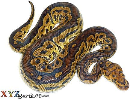 Baby Clown Ball Python
