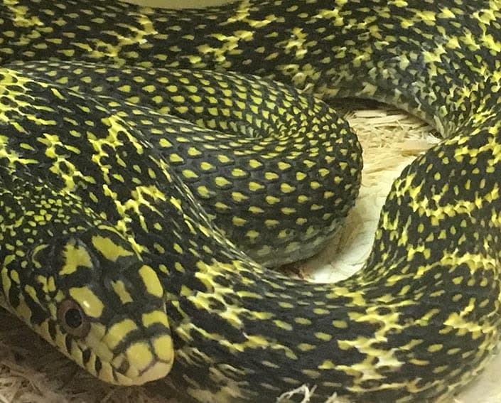The appeal of the Asian rat snake and what makes it so special