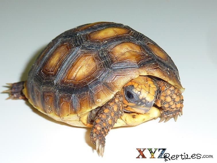 Red-Footed Tortoise Chelonoidis carbonaria