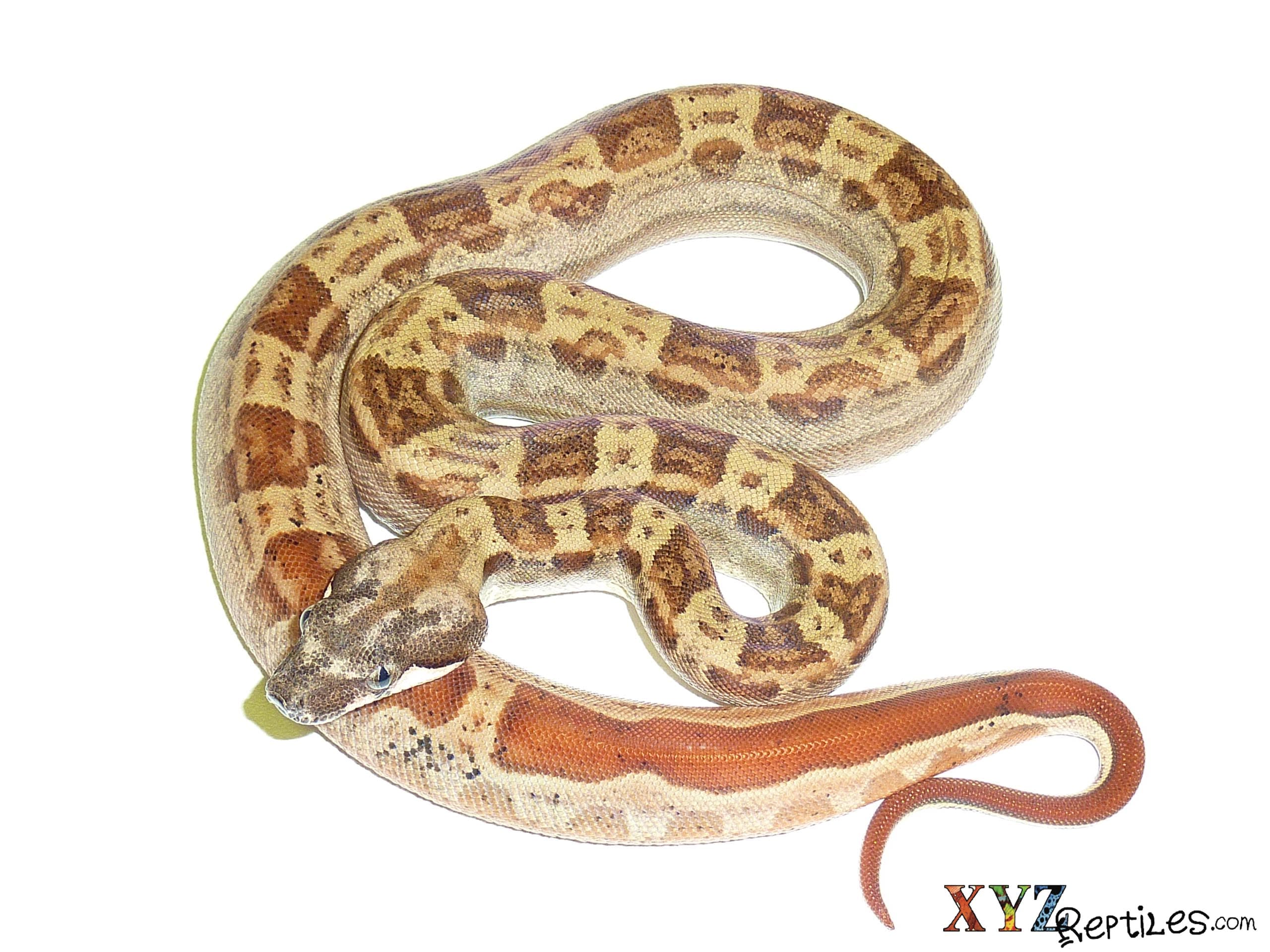 Have you been looking for pet boas for sale?