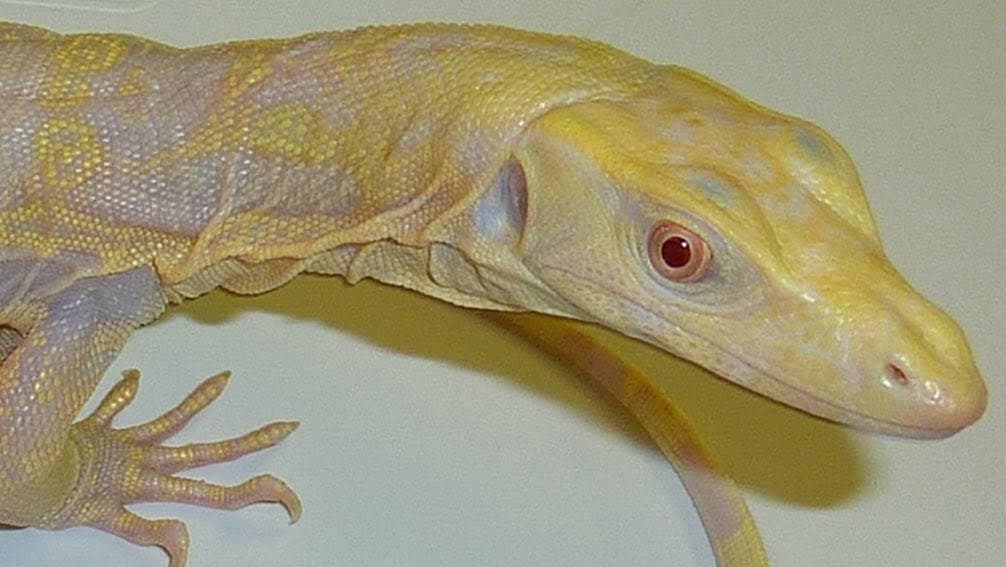 This year’s batch of exotic reptiles for sale from Florida