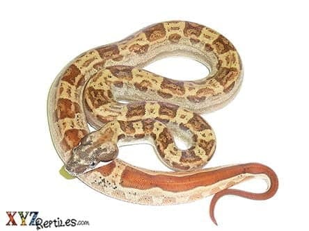 Baby Hypo Motley Boa Constrictor