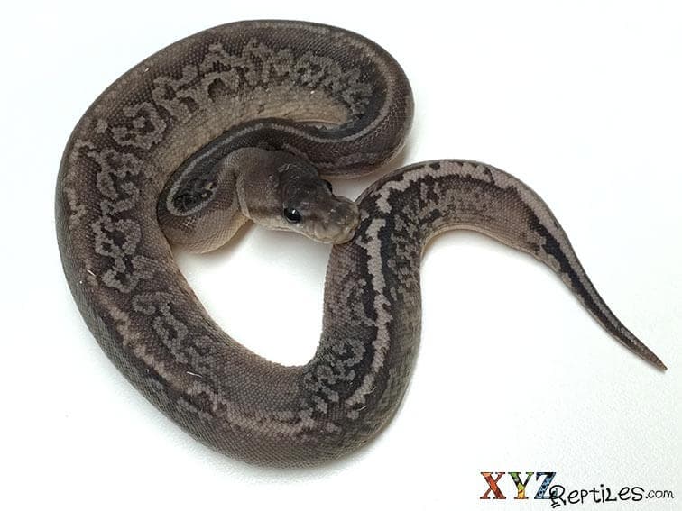 Dark Morphs – The Cinnamon Ball Python vs The Black Pastel Ball Python