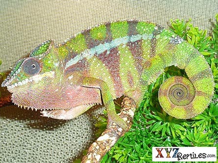 Adult Panther Chameleon