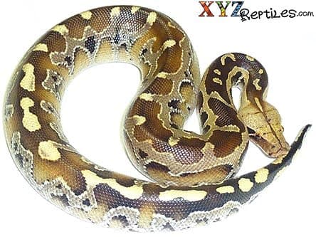 Baby Borneo Blood Python
