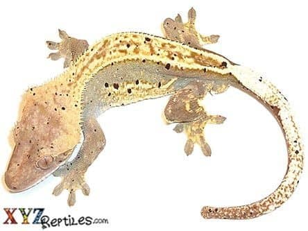 Crested Gecko