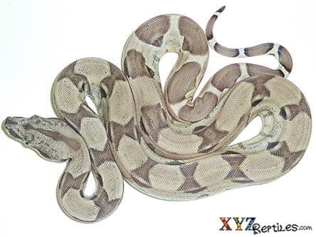 Baby Ghost Boa Constrictor