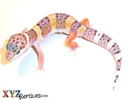 High Yellow Leopard Gecko