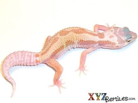 Patternless Leopard Gecko