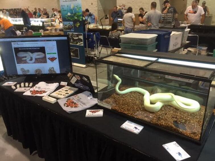 Finding the perfect pet at the reptile expo