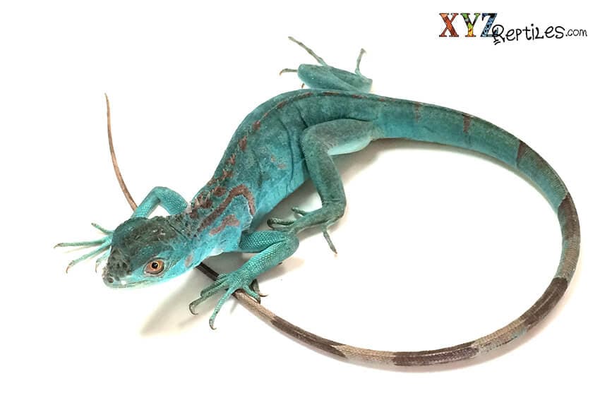 Researching Pet Lizards for Sale Online