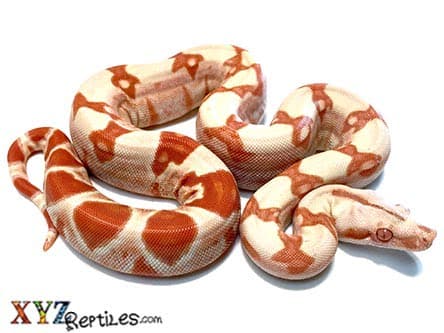 Baby Sunglow Boa Constrictor