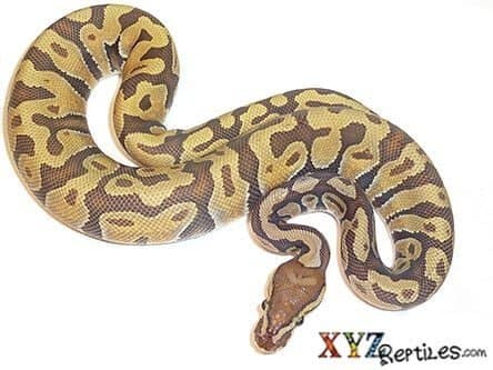 Baby Enchi Orange Ghost Ball Python