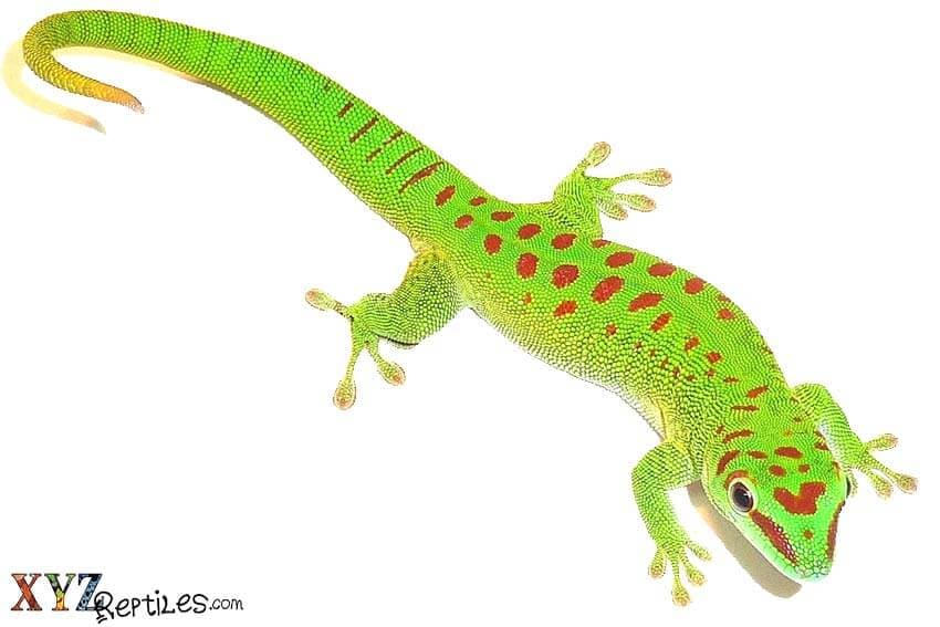 Choosing a Reptile Pet and What It Needs to be Happy and Healthy
