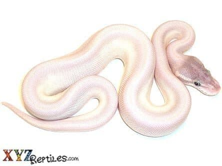 Baby Super Mojave Ball Python