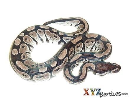 Baby VPI Axanthic Ball Python