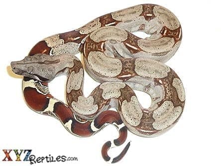 Baby Suriname Boa Constrictor