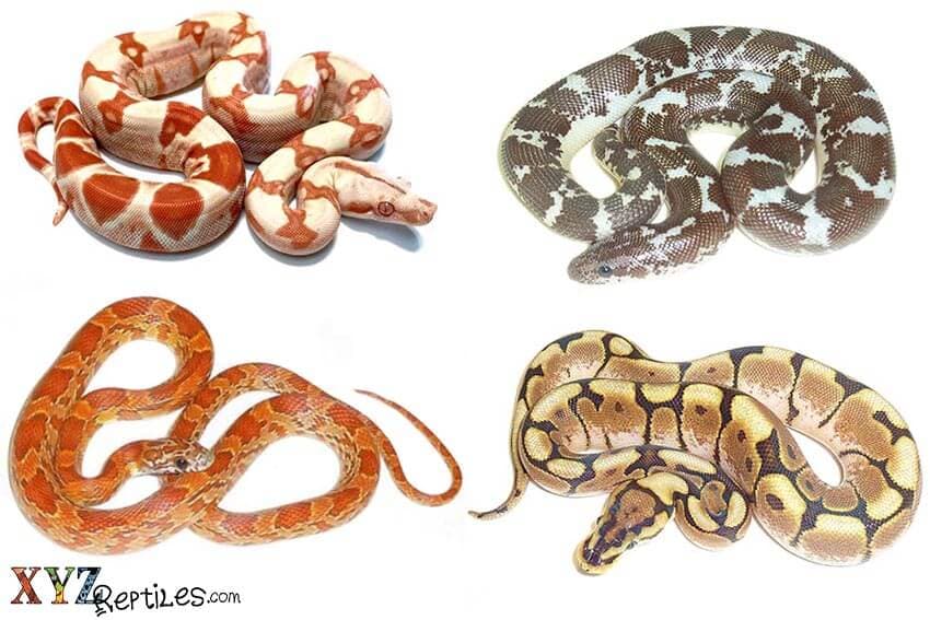 What Are Some Of The Best Snakes For Sale Online?