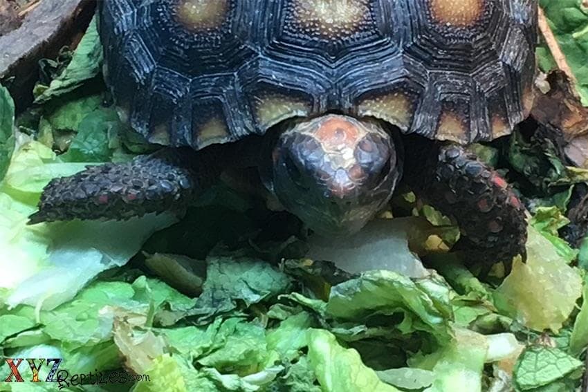 Tortoise care, what you need to know before making a purchase