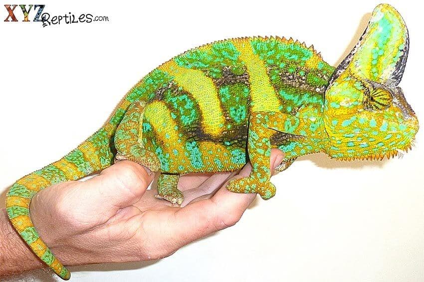 The Benefits & Positive Effects of Caring for a Reptile Pet