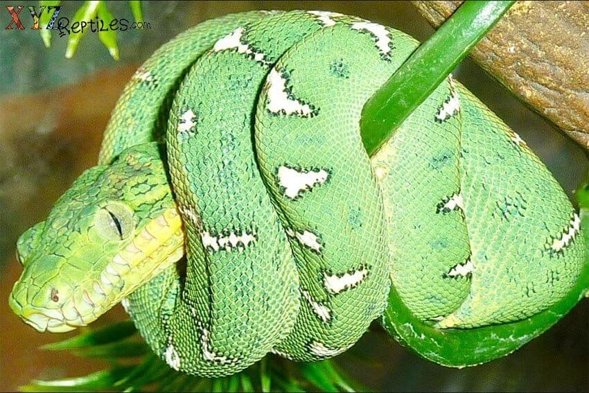 Mind Blowing Facts About Snakes From Around The World