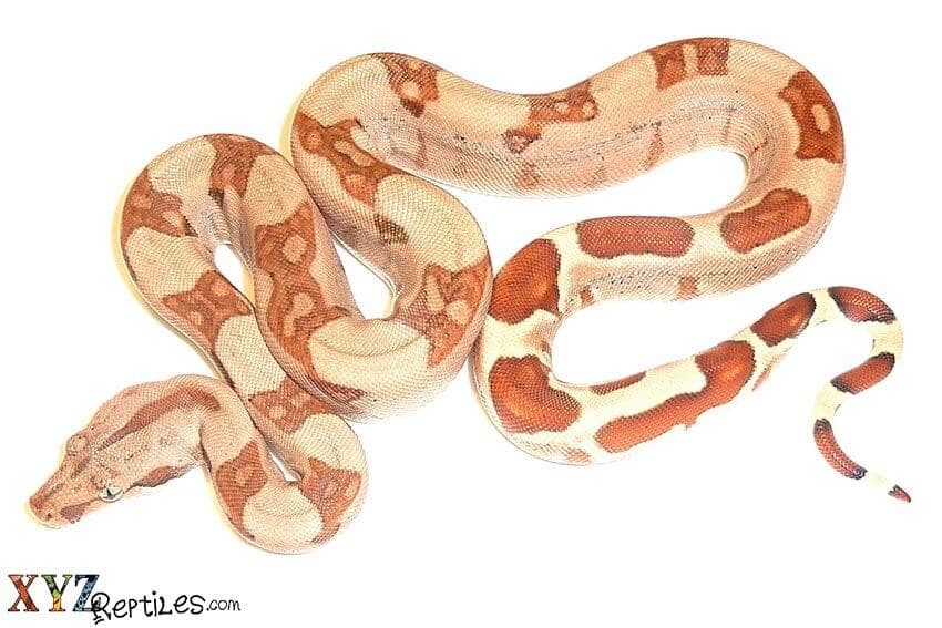 Different Boas & Their Special Qualities