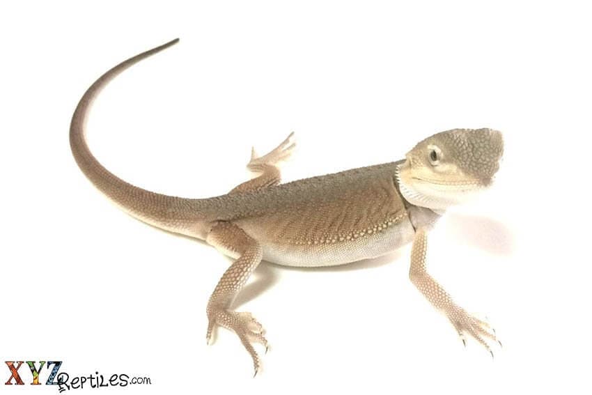 What Are Some Of The Different Lizard Species For Sale And Their Special Qualities?