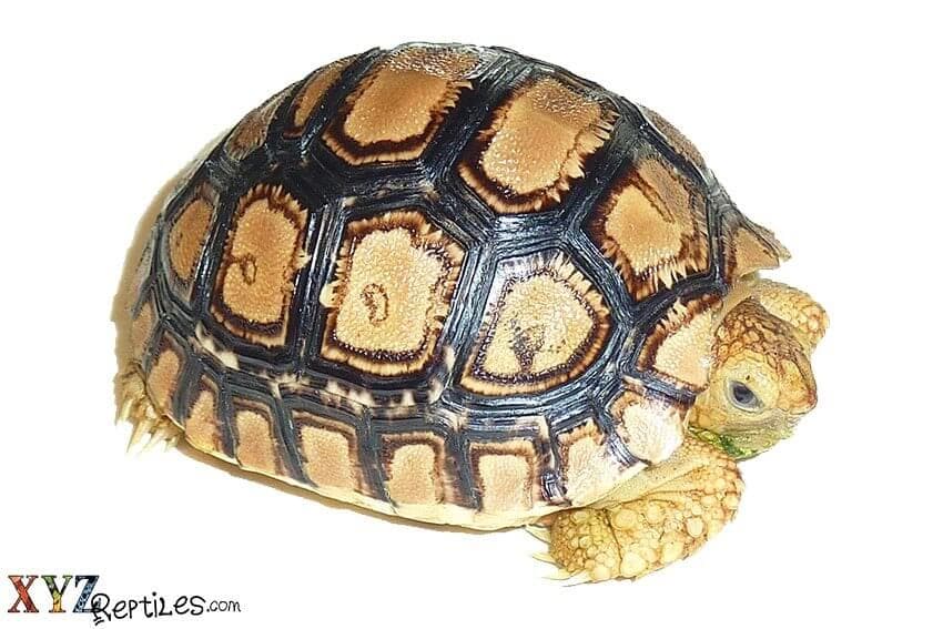 Helpful tips on great tortoise care from xyzReptiles