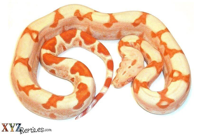 A Brief History Of Boas And Their Place In The Pet Trade