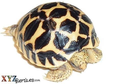 Baby Indian Star Tortoise for Sale