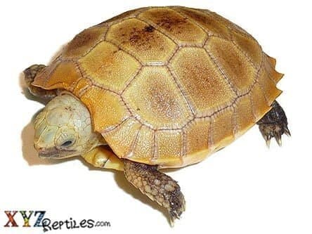 Baby Elongated Tortoise for Sale