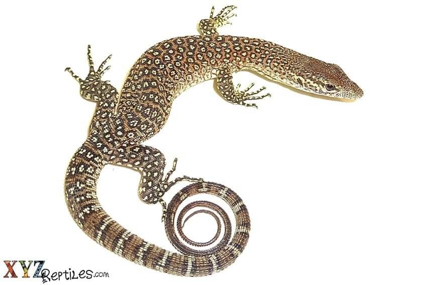 Pet Lizards And Their Individual Needs