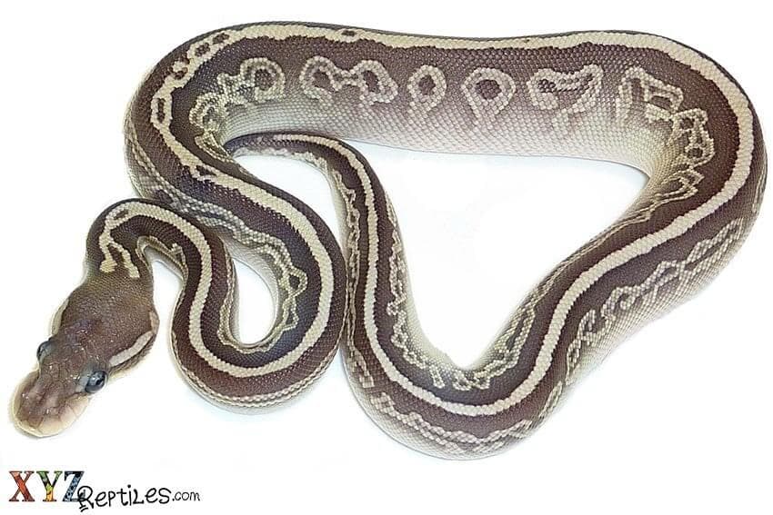 The 2017 Ball Python Season Is In Full Swing