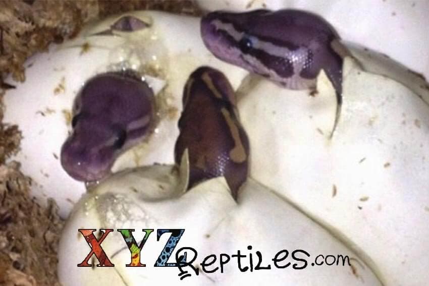 Feeding Baby Snakes Dos And Don’ts