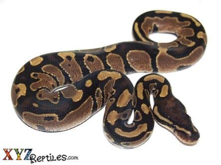 Het Pied Ball Python Female Adult