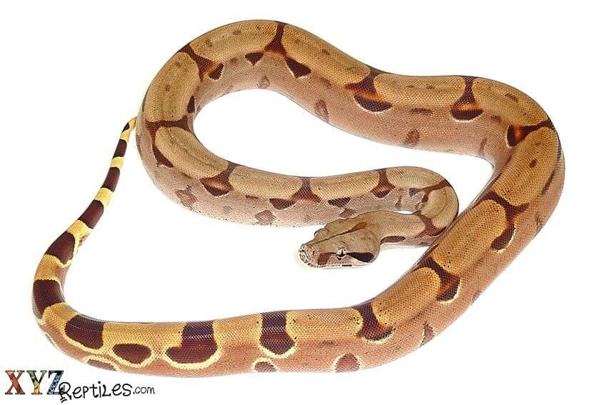 What You Need To Know About Exotic Boas For Sale