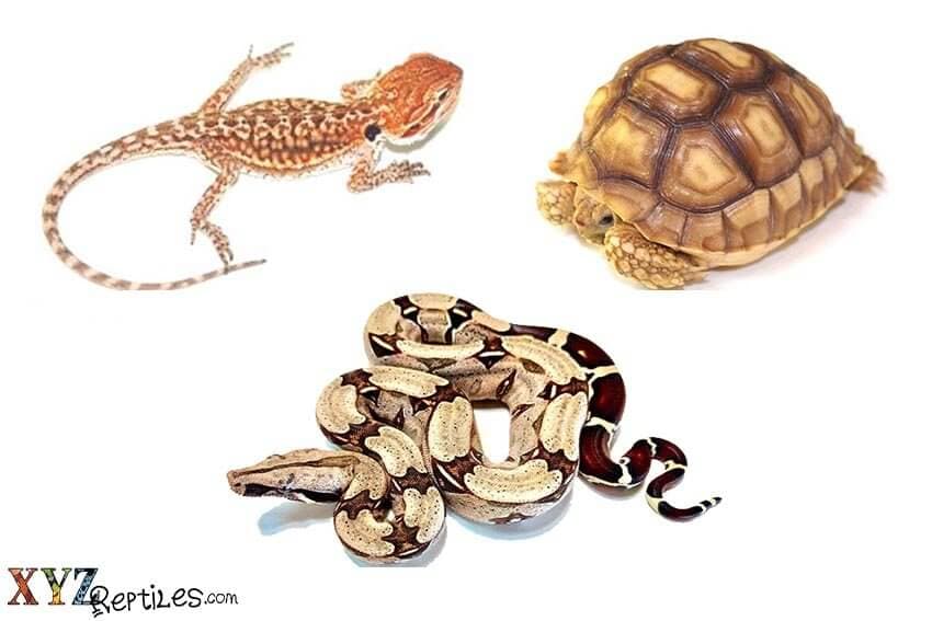 Why Our Reptiles For Sale Make The Best Pets