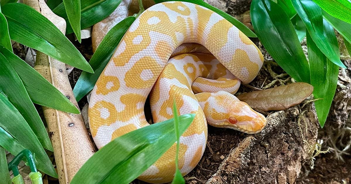 Best Ball Python Morphs to Own In 2024