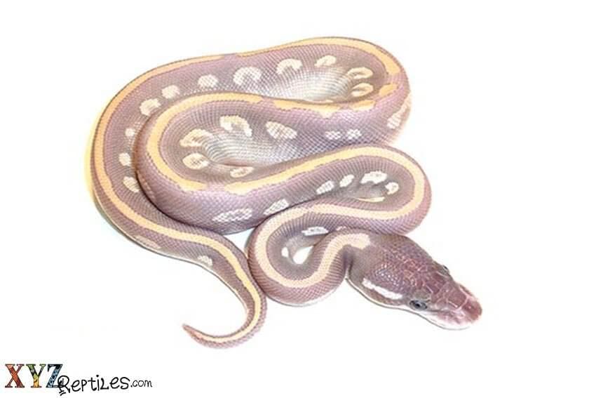 Common Ball Python Morphs