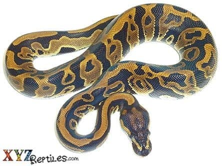 Baby Leopard Ball Python