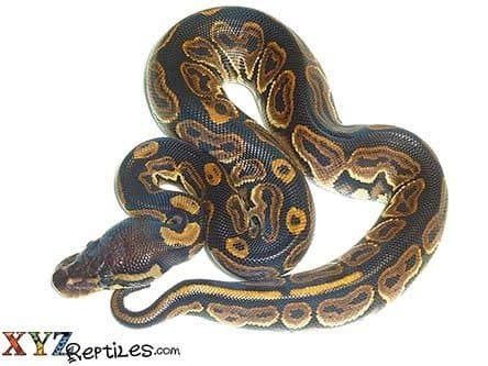 Baby Black Pastel Ball Python