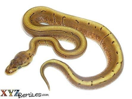 Baby Spinner Ball Python