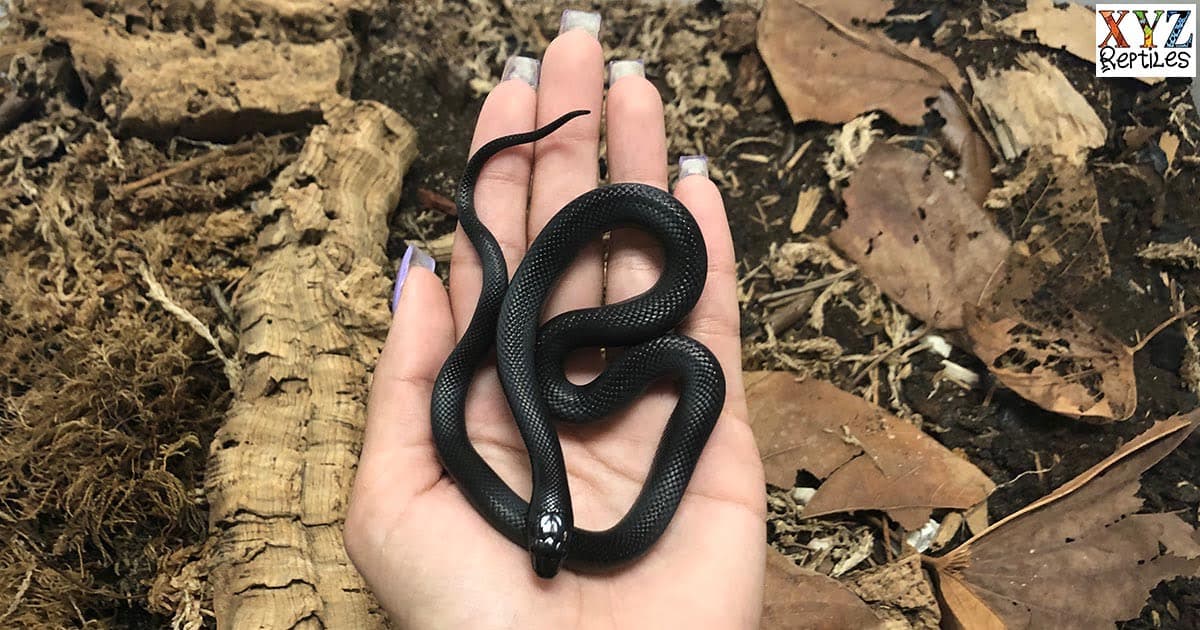 Baby Mexican Black Kingsnakes As Pets