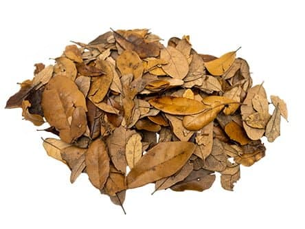 Live Oak Leaf Litter