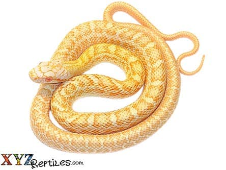Baby Albino Japanese Rat Snake
