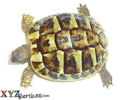 Baby Hermann Tortoise For Sale